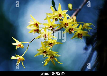 Künstlicher Anbau von CAUlis dendrobii Stockfoto