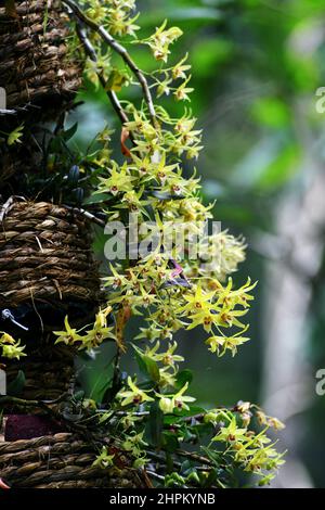 Künstlicher Anbau von CAUlis dendrobii Stockfoto