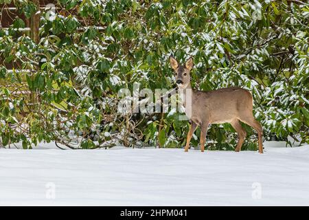 Ein braunes weibliches Reh, das in weißem Schnee vor einem grünen Busch steht, der mit Schnee bedeckt ist. Wintertag auf einem Friedhof. Stockfoto