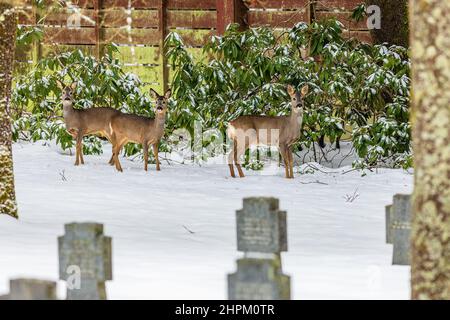 Drei braune Rehe stehen auf weißem Schnee auf einem Friedhof mit Steinkreuzen. Grüner Busch und Holzzaun im Hintergrund. Wintertag auf einem Friedhof. Stockfoto