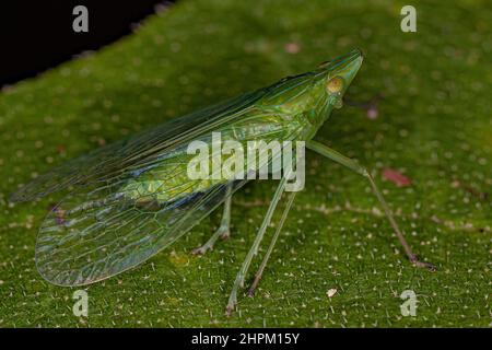 Adultes grünes Dictyopharidae-Planthopper-Insekt der Familie Dictyopharidae Stockfoto