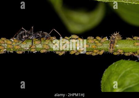 Kleine gelbe Blattläuse der Familie aphididae mit ausgewachsener Zimmermannsamantel der Gattung camponotus und einer Schwebefliegenlarve der Familie syrphidae Stockfoto