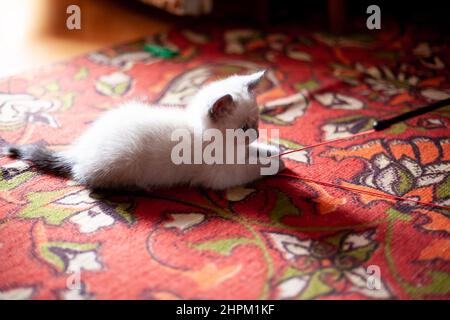 Entzückende kleine Kätzchen schottische gerade mit blauen Augen spielen. Weiße und graue Kitty liegt im Sonnenlicht auf dem Boden. Stockfoto