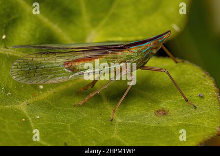 Adultes grünes Dictyopharidae-Planthopper-Insekt der Familie Dictyopharidae Stockfoto