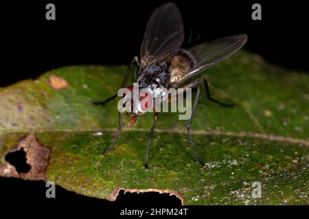 Erwachsene Borstenfliege der Gattung Cholomyia Stockfoto