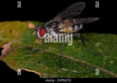 Erwachsene Borstenfliege der Gattung Cholomyia Stockfoto