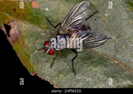 Erwachsene Borstenfliege der Gattung Cholomyia Stockfoto