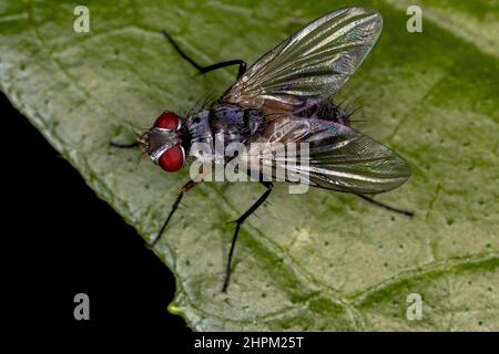 Erwachsene Borstenfliege der Gattung Cholomyia Stockfoto