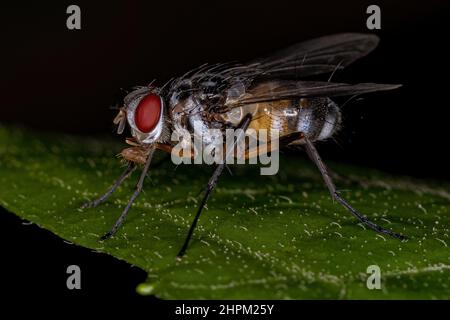 Erwachsene Borstenfliege der Gattung Cholomyia Stockfoto