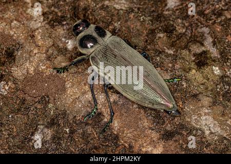 Ceiba Borer Käfer der Art Euchroma giganteum Stockfoto