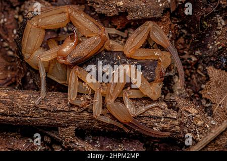 Erwachsene weibliche brasilianische gelbe Skorpion der Art Tityus serrulatus Stockfoto
