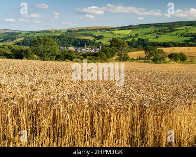 Ein Blick auf die ehemalige Spitzenstadt Darvel in East Ayrshire, Schottland, mit einem Feld aus reifem Weizen im Vordergrund. Stockfoto