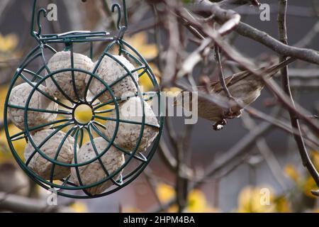 Common House Sparrow ( (Passer domesticus), der fette Kugeln aus einem runden Fettballhalter im Winter Oxfordshire England isst Stockfoto