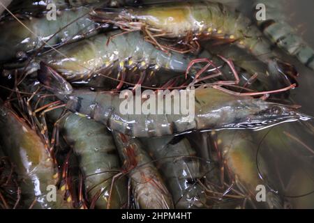 Khulna, Bangladesch - 08. Oktober 2014: Garnelenfisch in Paikgacha in Khulna. Garnelen im südlichen Teil von Bangladesch werden in verschiedene Länder exportiert Stockfoto