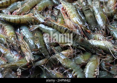 Khulna, Bangladesch - 08. Oktober 2014: Garnelenfisch in Paikgacha in Khulna. Garnelen im südlichen Teil von Bangladesch werden in verschiedene Länder exportiert Stockfoto