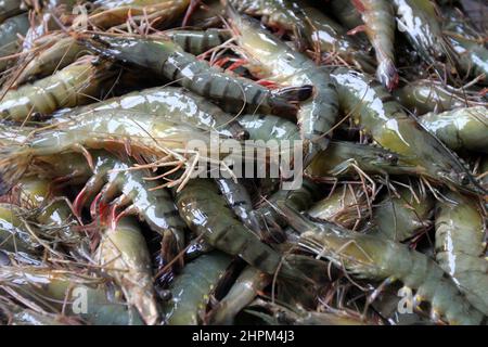 Khulna, Bangladesch - 08. Oktober 2014: Garnelenfisch in Paikgacha in Khulna. Garnelen im südlichen Teil von Bangladesch werden in verschiedene Länder exportiert Stockfoto