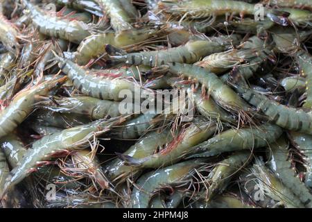 Khulna, Bangladesch - 08. Oktober 2014: Garnelenfisch in Paikgacha in Khulna. Garnelen im südlichen Teil von Bangladesch werden in verschiedene Länder exportiert Stockfoto