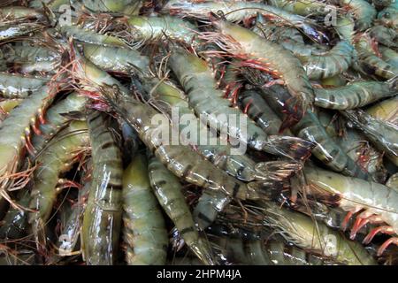 Khulna, Bangladesch - 08. Oktober 2014: Garnelenfisch in Paikgacha in Khulna. Garnelen im südlichen Teil von Bangladesch werden in verschiedene Länder exportiert Stockfoto