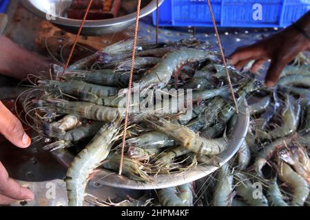 Khulna, Bangladesch - 08. Oktober 2014: Garnelenfisch in Paikgacha in Khulna. Garnelen im südlichen Teil von Bangladesch werden in verschiedene Länder exportiert Stockfoto