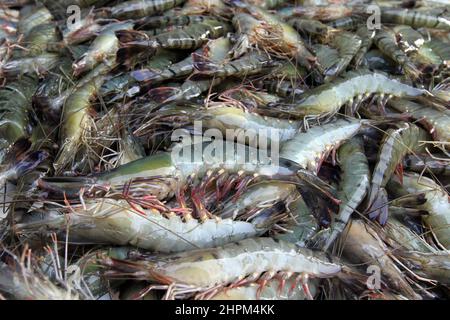 Khulna, Bangladesch - 08. Oktober 2014: Garnelenfisch in Paikgacha in Khulna. Garnelen im südlichen Teil von Bangladesch werden in verschiedene Länder exportiert Stockfoto