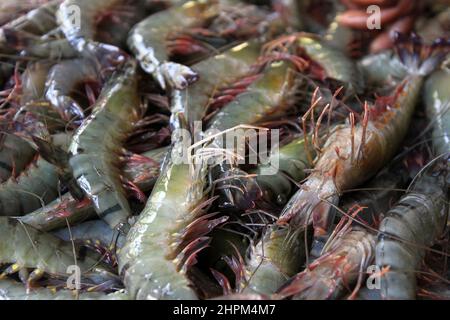 Khulna, Bangladesch - 08. Oktober 2014: Garnelenfisch in Paikgacha in Khulna. Garnelen im südlichen Teil von Bangladesch werden in verschiedene Länder exportiert Stockfoto