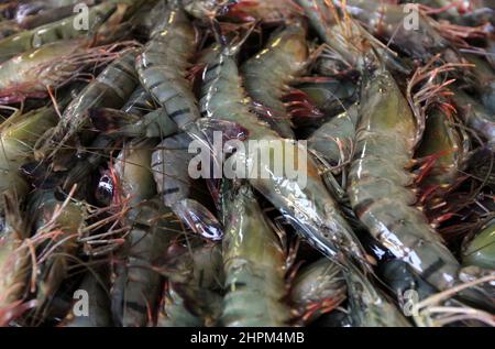 Khulna, Bangladesch - 08. Oktober 2014: Garnelenfisch in Paikgacha in Khulna. Garnelen im südlichen Teil von Bangladesch werden in verschiedene Länder exportiert Stockfoto