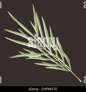 Illustrationsblatt in grün und weiß auf dunklem Hintergrund Stockfoto