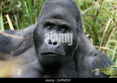 Carlos Schuler, Retter von Tieflandgorillas in der Nähe von Bukavu, Kivu, Kongo. Ohne Carlos Schuler, Leiter des Biega-Nationalparks in der Nähe von Bukavu am Kivu-See im Osten des Kongo, gäbe es keine Gorillas mehr. Der Schweizer Parkdirektor verhandelte immer wieder mit den Kriegsparteien, um die Tiere zu retten und riskierte sein Leben. Die Population der Tiere hat sich seit dem Krieg erholt, auch weil er ehemalige Wilderer zu Rangern ausgebildet hat. Für die 400 Elefanten gab es jedoch keine Rettung. Stockfoto