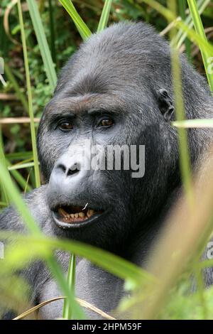 Carlos Schuler, Retter von Tieflandgorillas in der Nähe von Bukavu, Kivu, Kongo. Ohne Carlos Schuler, Leiter des Biega-Nationalparks in der Nähe von Bukavu am Kivu-See im Osten des Kongo, gäbe es keine Gorillas mehr. Der Schweizer Parkdirektor verhandelte immer wieder mit den Kriegsparteien, um die Tiere zu retten und riskierte sein Leben. Die Population der Tiere hat sich seit dem Krieg erholt, auch weil er ehemalige Wilderer zu Rangern ausgebildet hat. Für die 400 Elefanten gab es jedoch keine Rettung. Stockfoto