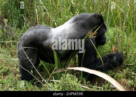 Carlos Schuler, Retter von Tieflandgorillas in der Nähe von Bukavu, Kivu, Kongo. Ohne Carlos Schuler, Leiter des Biega-Nationalparks in der Nähe von Bukavu am Kivu-See im Osten des Kongo, gäbe es keine Gorillas mehr. Der Schweizer Parkdirektor verhandelte immer wieder mit den Kriegsparteien, um die Tiere zu retten und riskierte sein Leben. Die Population der Tiere hat sich seit dem Krieg erholt, auch weil er ehemalige Wilderer zu Rangern ausgebildet hat. Für die 400 Elefanten gab es jedoch keine Rettung. Stockfoto