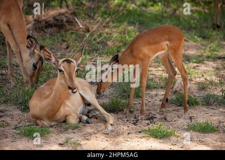 Impala ewe (Aepyceros melampus) mit Lamm 14829 Stockfoto