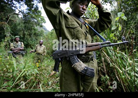 Carlos Schuler, Retter von Tieflandgorillas in der Nähe von Bukavu, Kivu, Kongo. Ohne Carlos Schuler, Leiter des Biega-Nationalparks in der Nähe von Bukavu am Kivu-See im Osten des Kongo, gäbe es keine Gorillas mehr. Der Schweizer Parkdirektor verhandelte immer wieder mit den Kriegsparteien, um die Tiere zu retten und riskierte sein Leben. Die Population der Tiere hat sich seit dem Krieg erholt, auch weil er ehemalige Wilderer zu Rangern ausgebildet hat. Für die 400 Elefanten gab es jedoch keine Rettung. Stockfoto