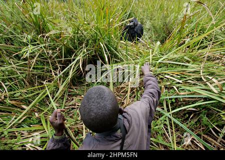 Carlos Schuler, Retter von Tieflandgorillas in der Nähe von Bukavu, Kivu, Kongo. Ohne Carlos Schuler, Leiter des Biega-Nationalparks in der Nähe von Bukavu am Kivu-See im Osten des Kongo, gäbe es keine Gorillas mehr. Der Schweizer Parkdirektor verhandelte immer wieder mit den Kriegsparteien, um die Tiere zu retten und riskierte sein Leben. Die Population der Tiere hat sich seit dem Krieg erholt, auch weil er ehemalige Wilderer zu Rangern ausgebildet hat. Für die 400 Elefanten gab es jedoch keine Rettung. Stockfoto