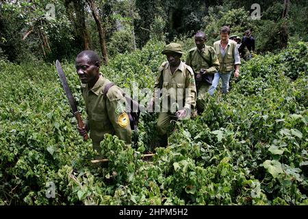 Carlos Schuler, Retter von Tieflandgorillas in der Nähe von Bukavu, Kivu, Kongo. Ohne Carlos Schuler, Leiter des Biega-Nationalparks in der Nähe von Bukavu am Kivu-See im Osten des Kongo, gäbe es keine Gorillas mehr. Der Schweizer Parkdirektor verhandelte immer wieder mit den Kriegsparteien, um die Tiere zu retten und riskierte sein Leben. Die Population der Tiere hat sich seit dem Krieg erholt, auch weil er ehemalige Wilderer zu Rangern ausgebildet hat. Für die 400 Elefanten gab es jedoch keine Rettung. Stockfoto