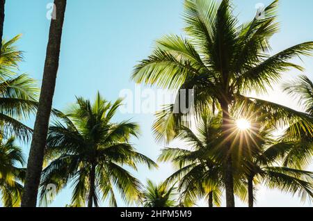 Die Sonne Scheint Durch Den Palmenbaum Gegen Den Blauen Himmel Stockfoto