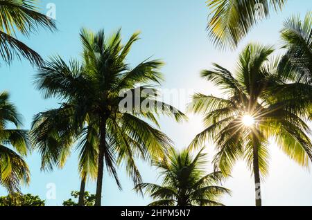 Die Sonne Scheint Durch Den Palmenbaum Gegen Den Blauen Himmel Stockfoto