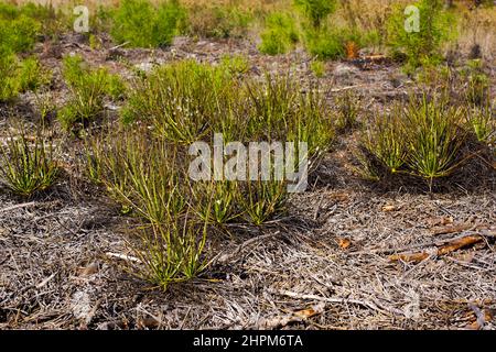 Portugiesischer Sonnentau oder Tauwanne (Drosophyllum lusitanicum), Portugal Stockfoto