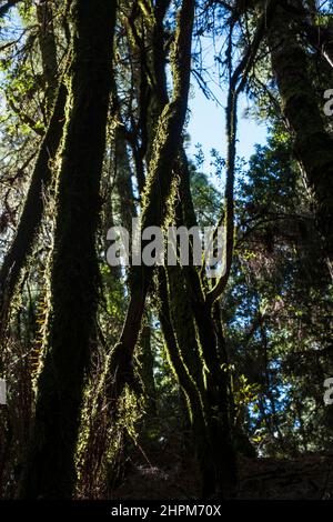 Grünes Moos und Flechten wachsen auf Baumstämmen im Wald von La Esperanza, Teneriffa, Kanarische Inseln, Spanien Stockfoto