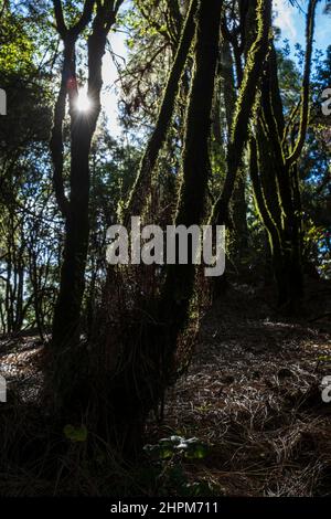 Grünes Moos und Flechten wachsen auf Baumstämmen im Wald von La Esperanza, Teneriffa, Kanarische Inseln, Spanien Stockfoto
