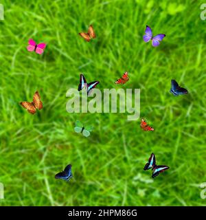Bunte Schmetterlinge über einem grünen Wiesenhintergrund Stockfoto