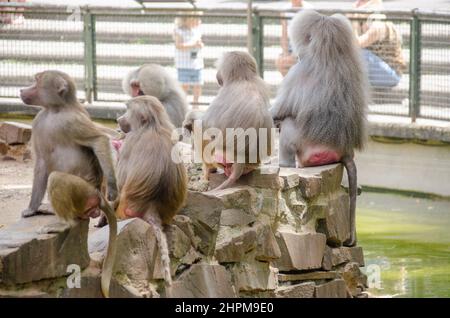 Viele Paviane sitzen auf einem Stein Stockfoto