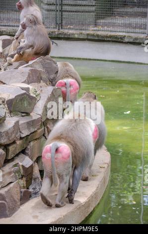 Viele Paviane sitzen auf einem Stein Stockfoto