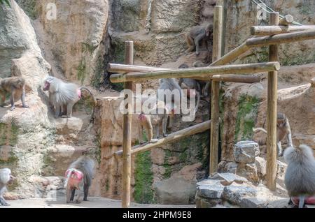 Viele Paviane sitzen auf einem Stein Stockfoto