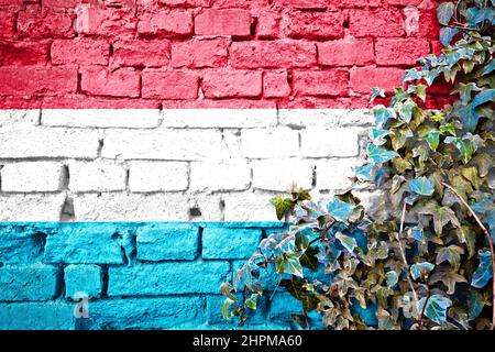 Luxemburg Grunge-Flagge auf Ziegelmauer mit Efeu-Pflanze, Land Symbol Konzept Stockfoto