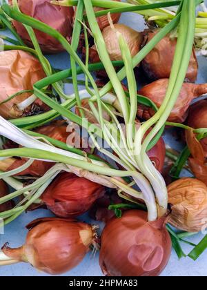 Alte gekeimte Zwiebel mit jungen grünen Trieben auf blauem Hintergrund. Nahaufnahme. Selektiver Fokus. Stockfoto