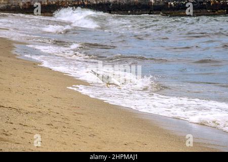 Die Möwe befindet sich an der Küste und trinkt Meerwasser. Wellen laufen am Sandstrand. Im Hintergrund ist ein Pier, aus Stein gebaut. Selektiver Fokus Stockfoto
