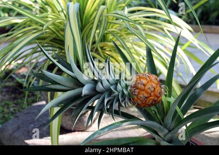 Eine kleine Ananas, die aus der Spitze einer Ananaspflanze, Ananas comosus, in einem Garten wächst Stockfoto