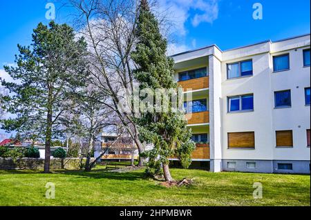 Ein entwurzelter und krumm gezockter Nadelbaum nach einem schweren Sturm. Stockfoto