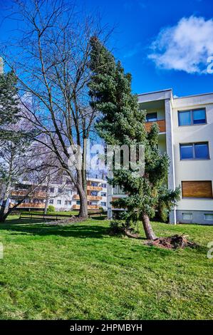 Ein entwurzelter und krumm gezockter Nadelbaum nach einem schweren Sturm. Stockfoto