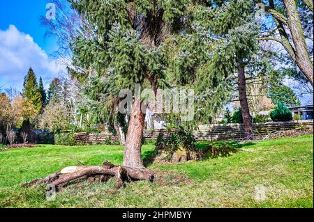Ein entwurzelter und krumm gezockter Nadelbaum nach einem schweren Sturm. Stockfoto